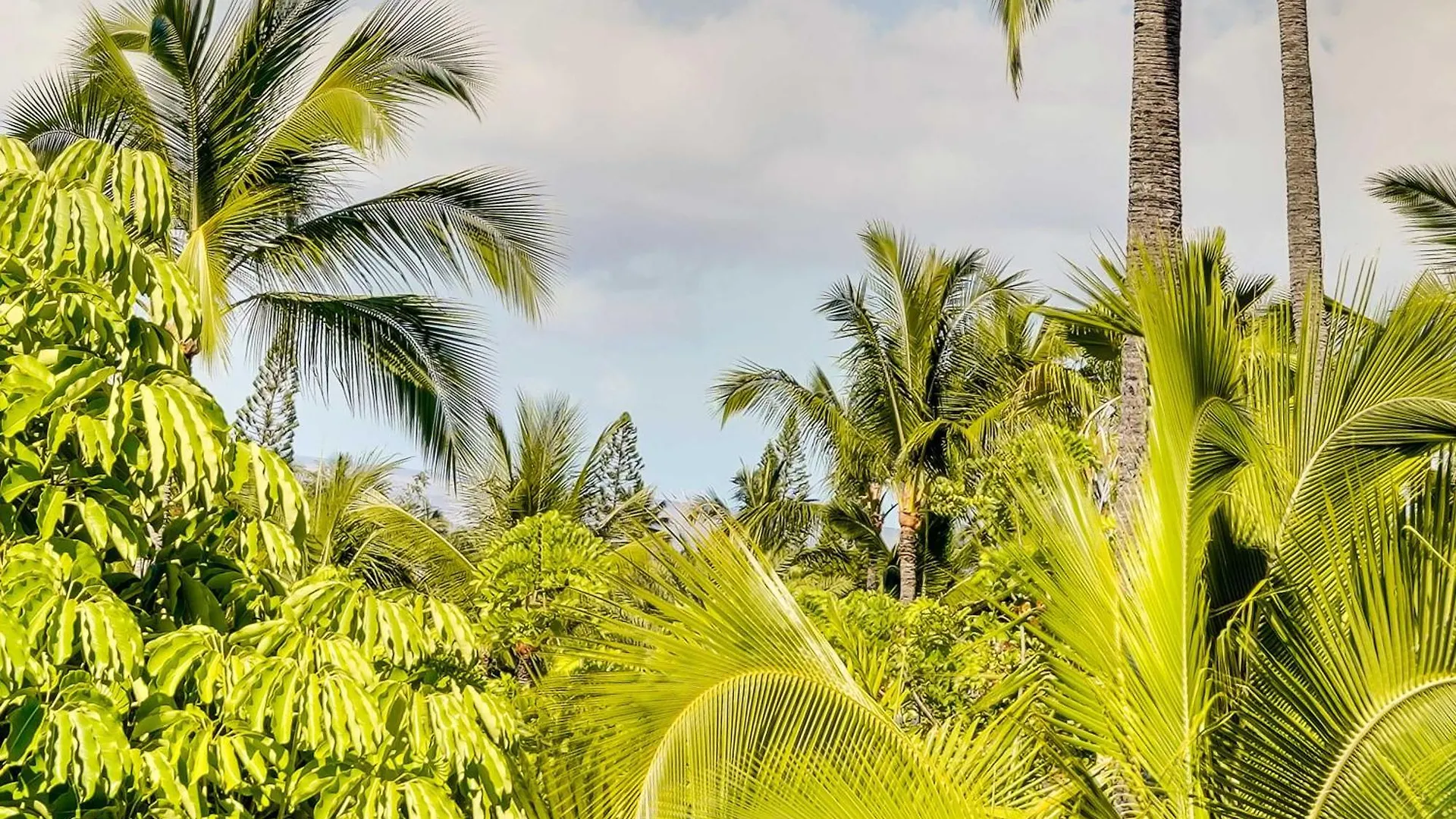 1 Mi To Beach Kailua-Kona Condo With Pool Access! Apartment